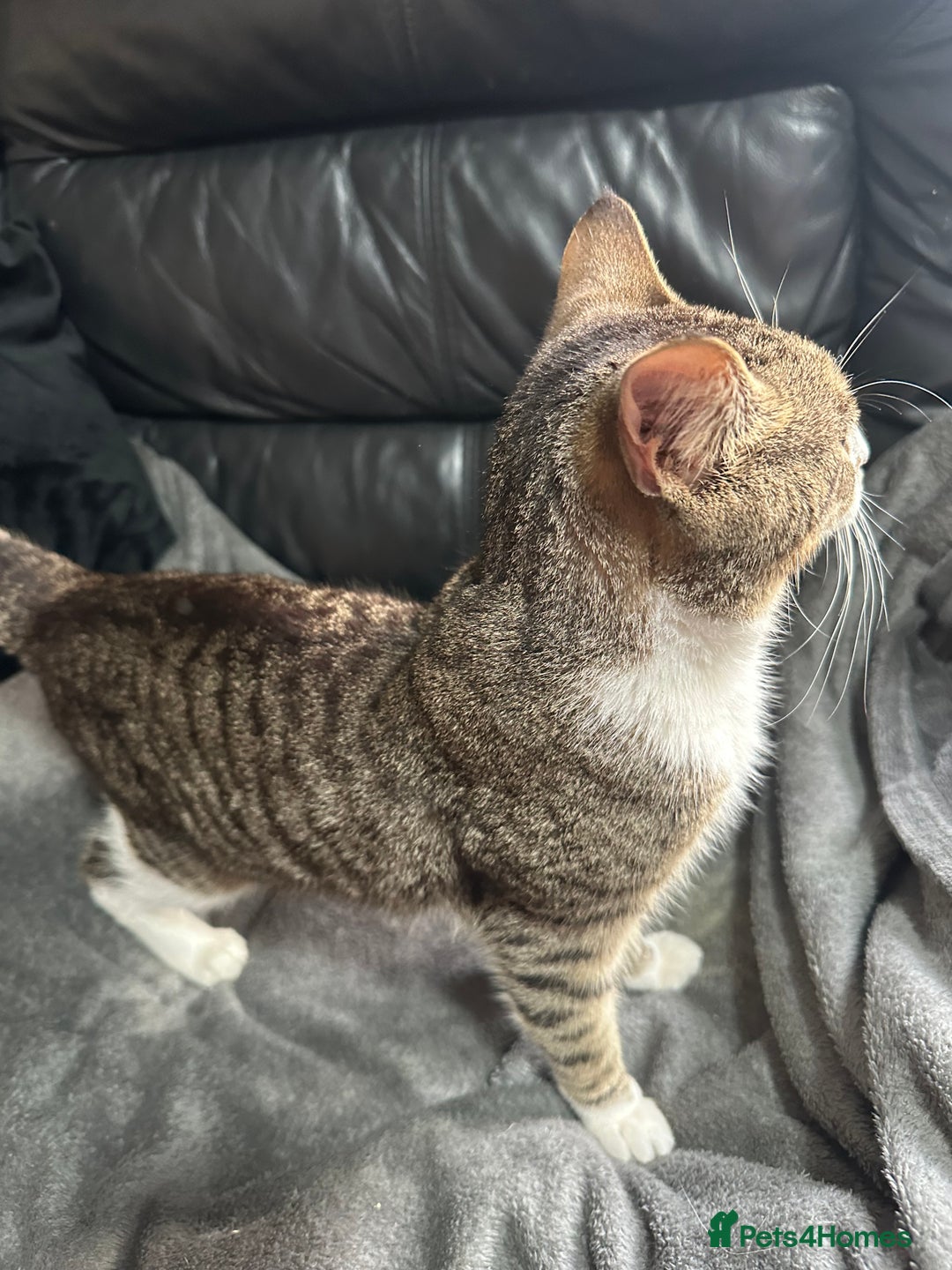Mixed Breed cats for sale: Tabby male cat (Desmond)  - Advert 2
