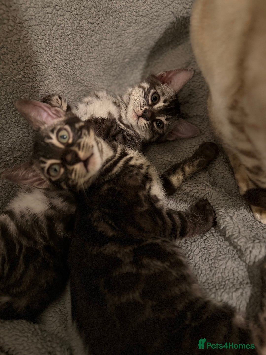 Bengal cats for sale: TICA registered pedigree Bengal Kittens - Advert 9