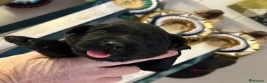 Labrador Retriever Puppy 1