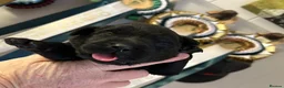 Labrador Retriever dogs for sale: Black Purebred Pedigree Show Line look Labradors - Advert 13