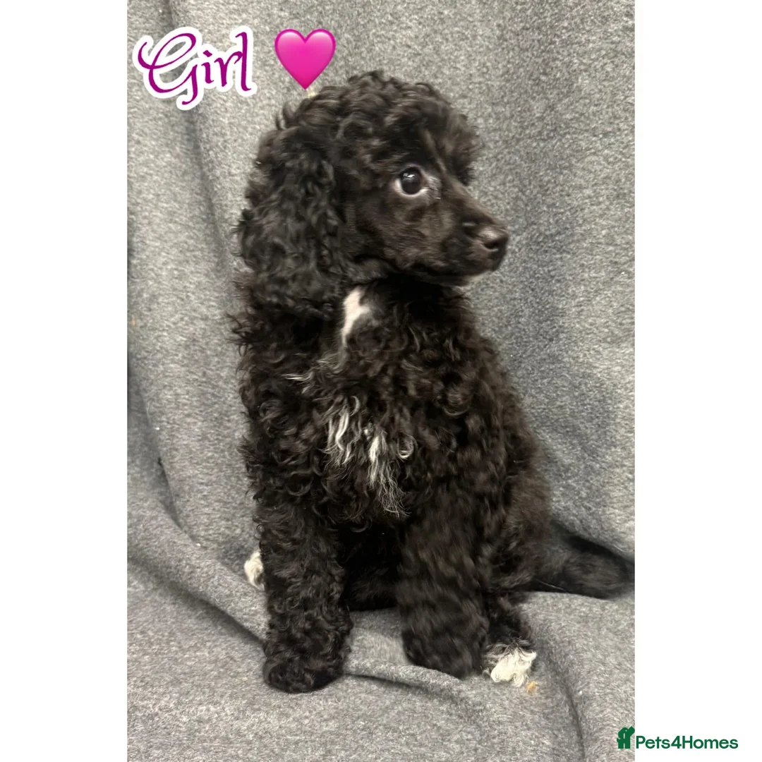 Mixed Breed dogs for sale: Toy x miniature poodle - Advert 4