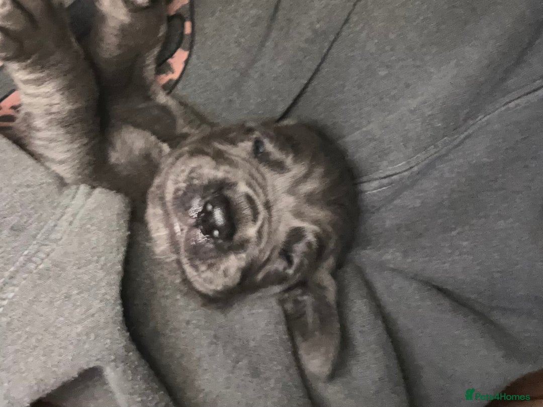 Great Dane dogs for sale: Stunning Great Dane Puppies  - Advert 31