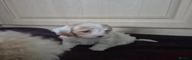 Cavapoo 2