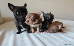 Chihuahua dogs for sale: Micro Chihuahua Puppies - Exceptional Lines - Image 18