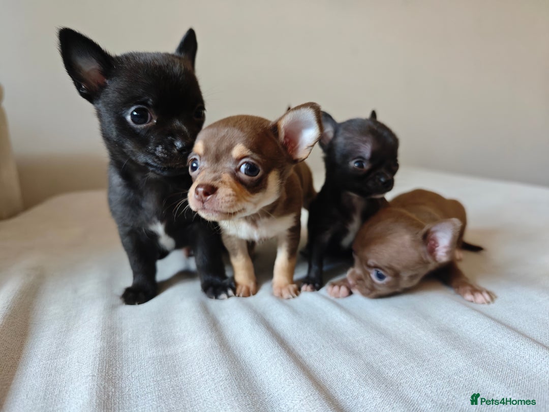 Chihuahua dogs for sale: Micro Chihuahua Puppies - Exceptional Lines - Image 18