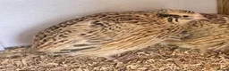 Quail poultry for sale: XL Giant Italian Coturnix Quail Hatching Eggs - Advert 8