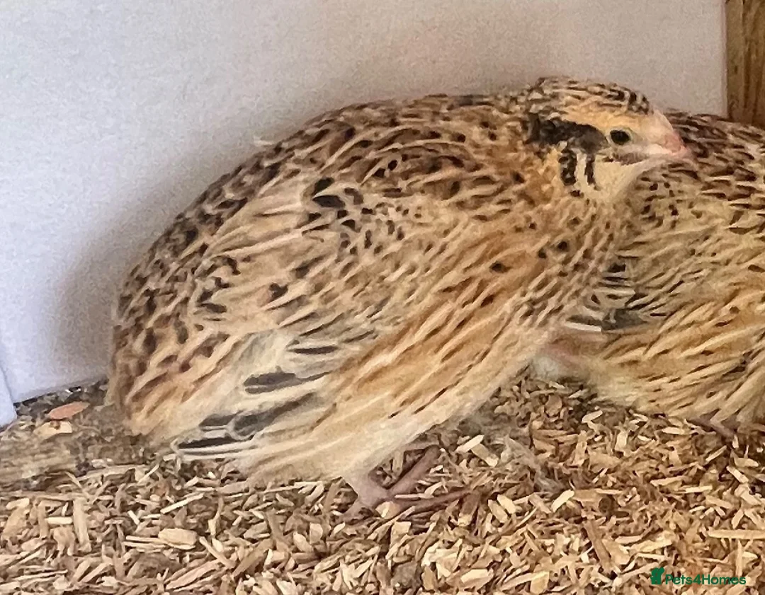 Quail poultry for sale: XL Giant Italian Coturnix Quail Hatching Eggs - Advert 8