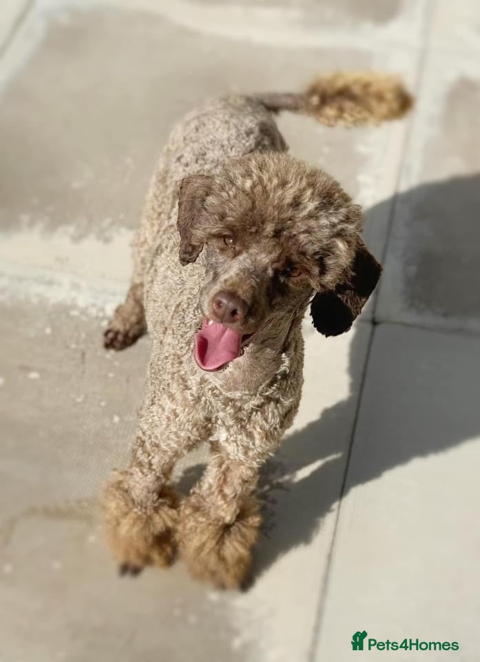 Toy Poodle dogs (Stud) Chocolate & Tan carrying blue (Toy poodle)  in Wolverhampton - Advert 18