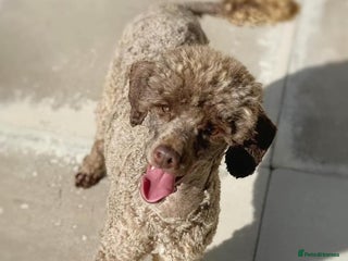 Toy Poodle dogs in Wolverhampton - Advert 21