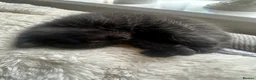 Mixed Breed cats for sale: Persian Cross Female kitten-Ready Now  - Advert 3