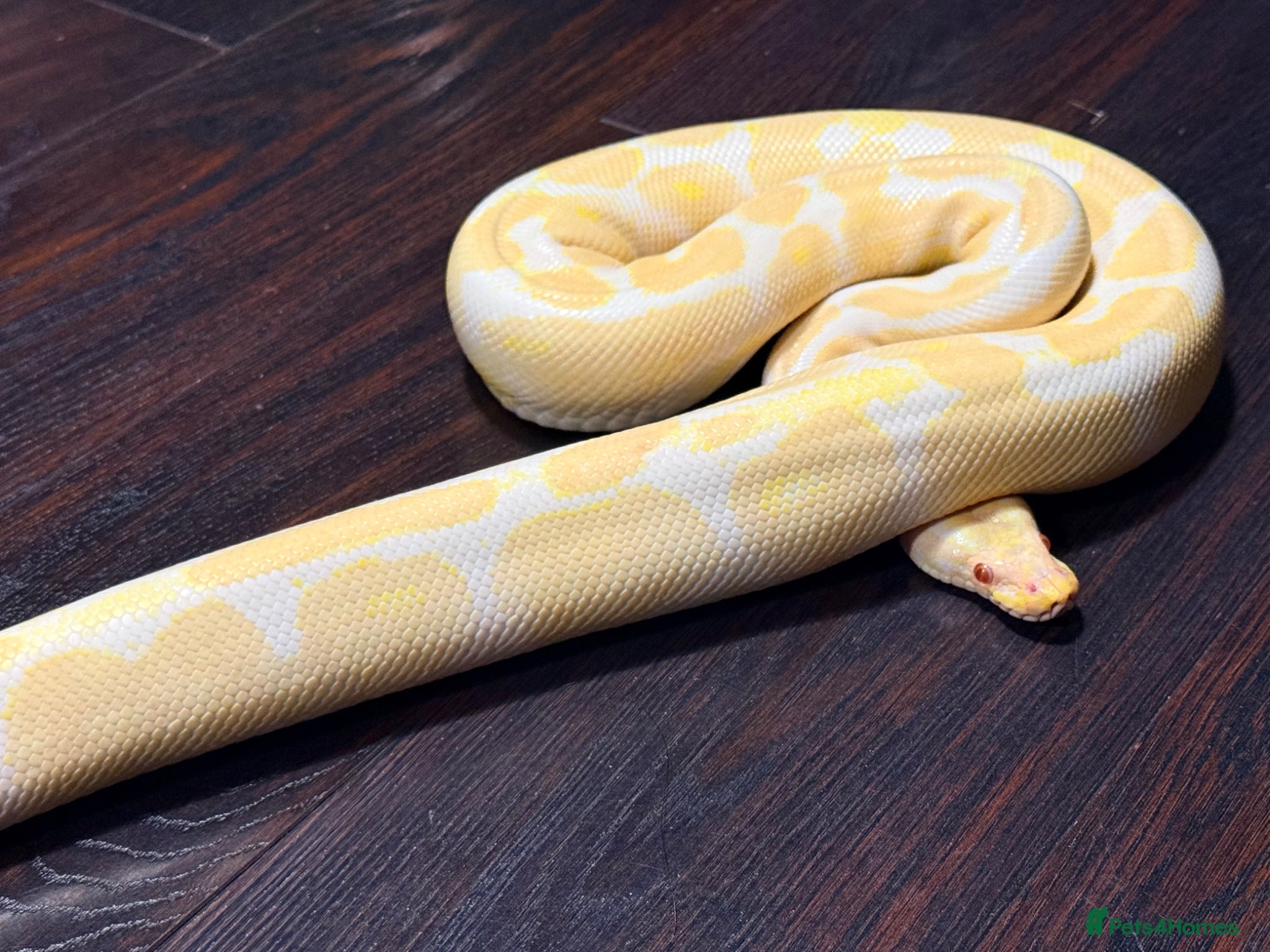 Python Snake reptiles Albino Royal python for sale - Advert 1
