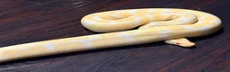 Python Snake reptiles for sale: Albino Royal python for sale in Dundee - Advert 1