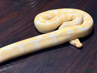 Python Snake reptiles Albino Royal python for sale - Advert 1