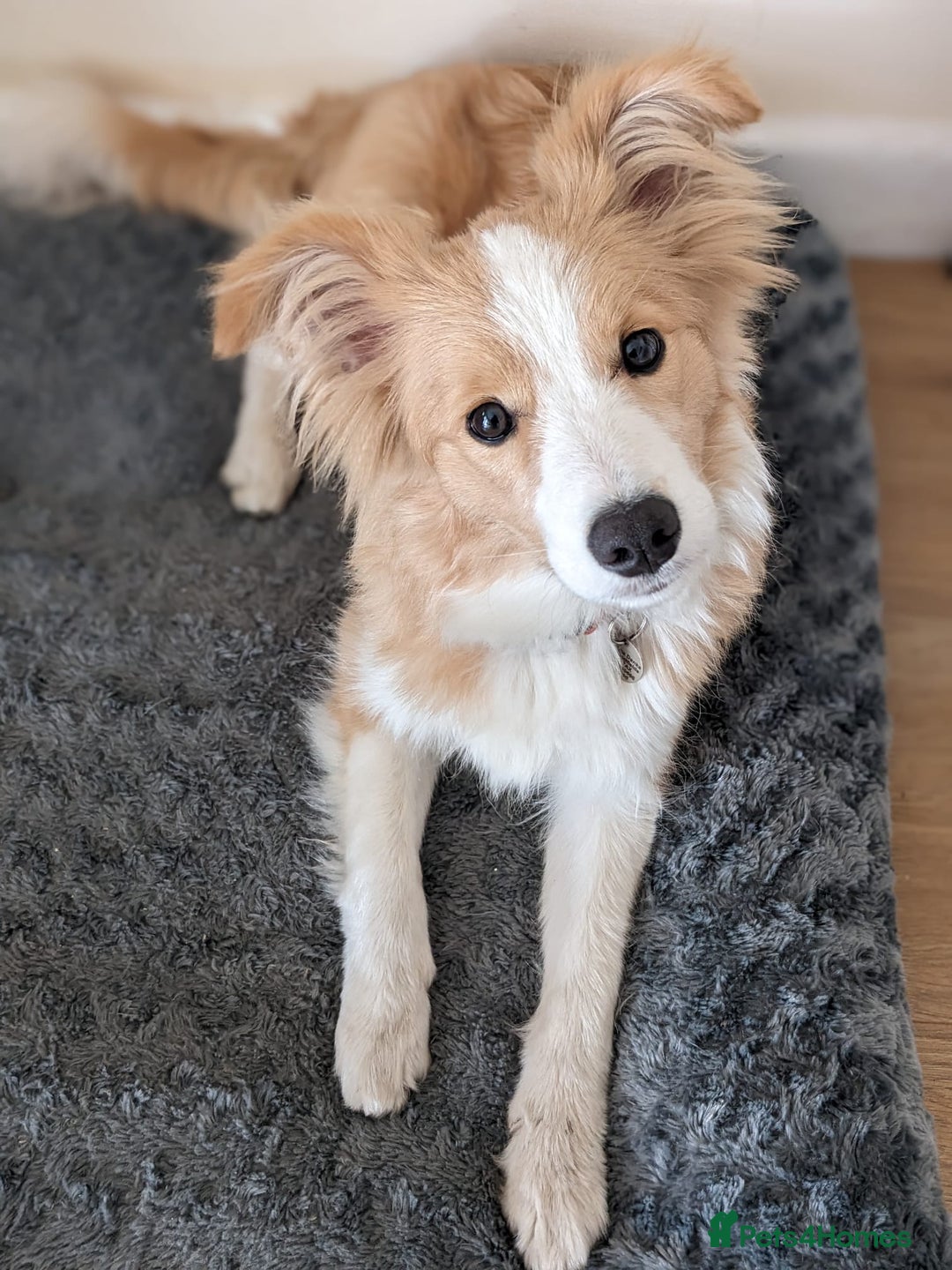 Border Collie dogs for sale: DUE 1st August Border collie Puppies - Image 38