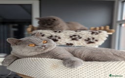 British Shorthair cats for stud: Champion British Shorthair Stud in Derby - Image 1