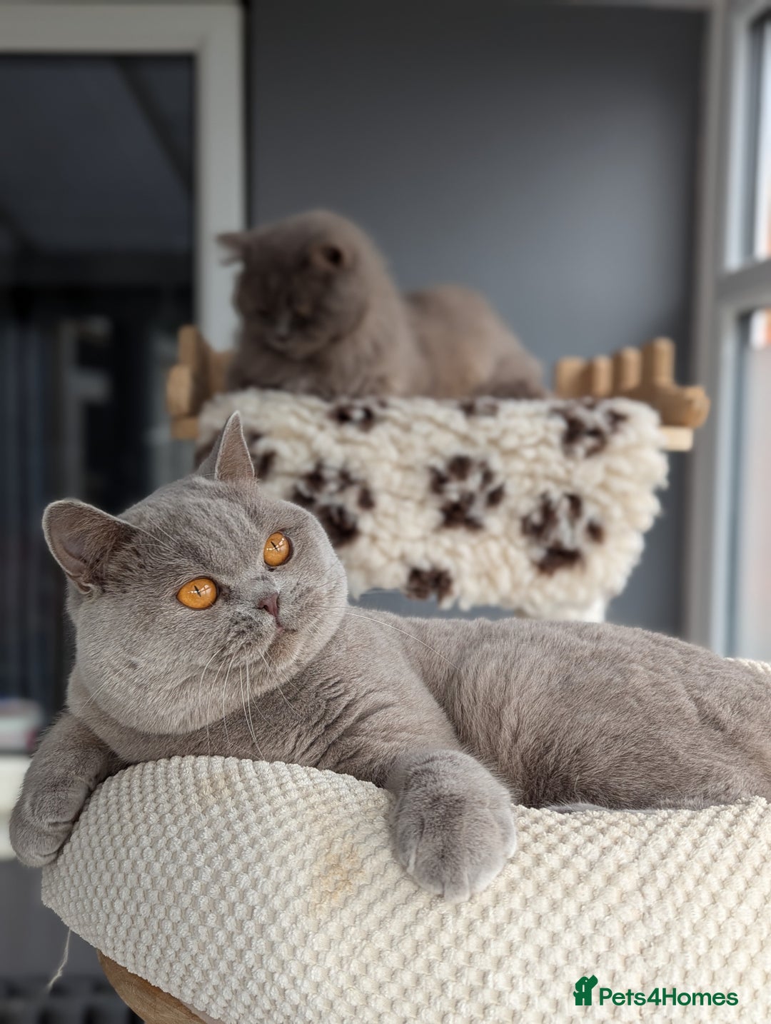 British Shorthair cats for stud: Champion British Shorthair Stud in Derby - Image 1