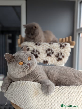 British Shorthair cats Champion British Shorthair Stud in Derby - Advert 1
