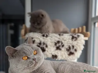 British Shorthair cats Champion British Shorthair Stud in Derby - Advert 1