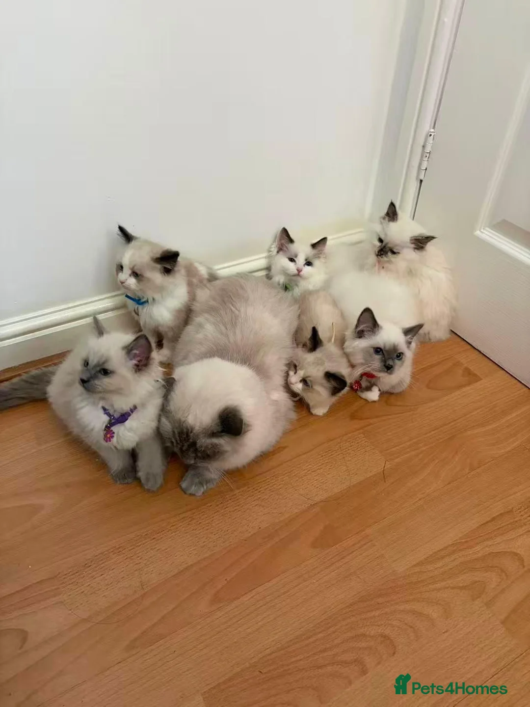 Ragdoll cats for sale: 6 perfect ragdoll kittens - Advert 1