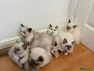 Ragdoll cats 6 perfect ragdoll kittens - Advert 1