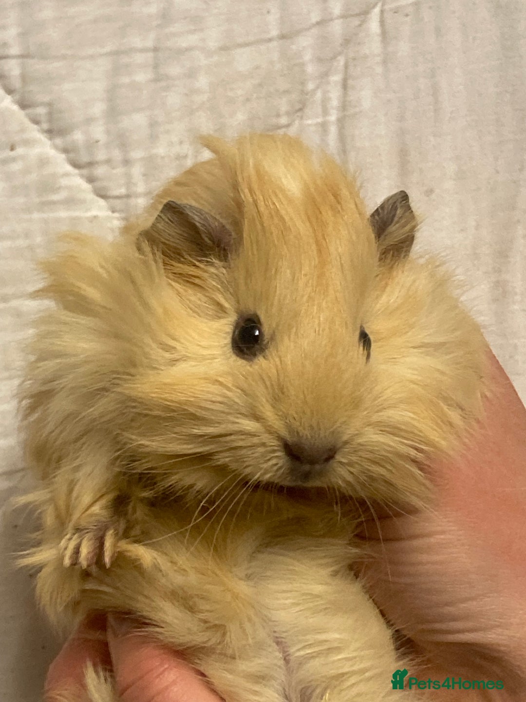 Adopting Young Guinea Pigs For Sale Shop Baby Female Guinea Pigs