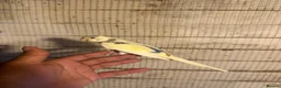 Budgerigars birds for sale: Budgies for sale £40 each collection mk404nn - Advert 7