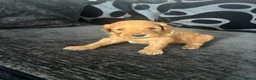 Mixed Breed dogs for sale: Outstanding litter of double doodles  - Advert 11
