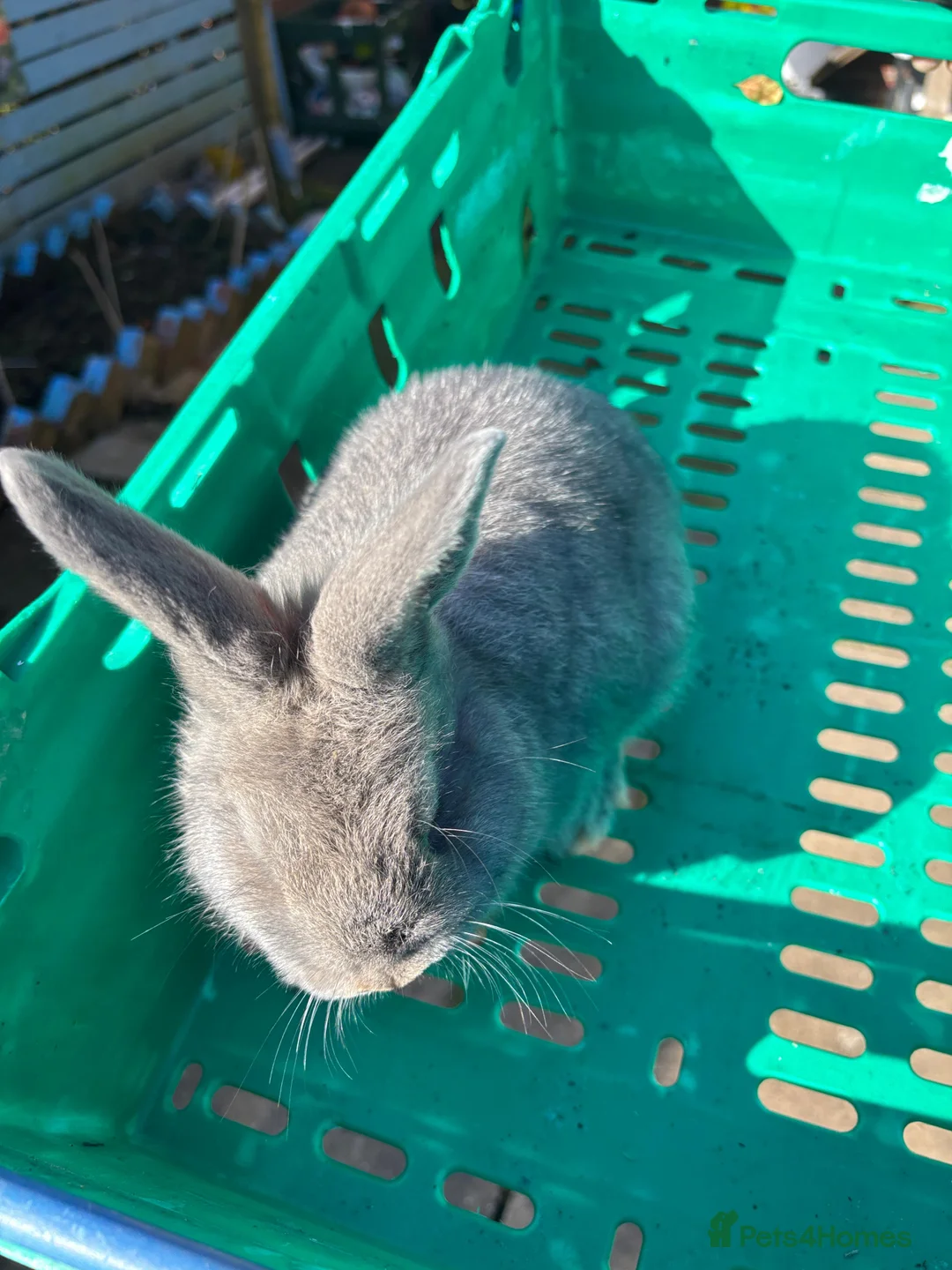 Lionhead rabbits for sale: Lion head bunnies for sale  - Advert 2