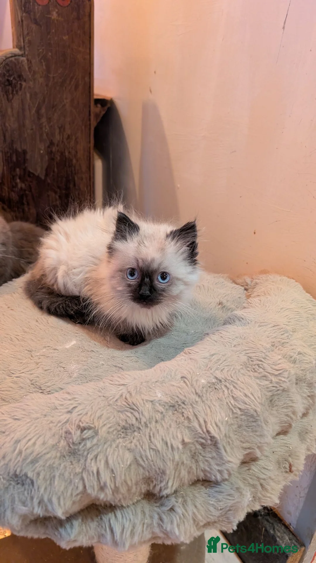 Ragdoll cats for sale: Ragdoll kittens - Advert 11