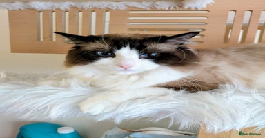 Ragdoll cats - Advert 5