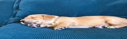 Golden Retriever dogs for sale: Beautiful KC Golden Retrievers  - Advert 11