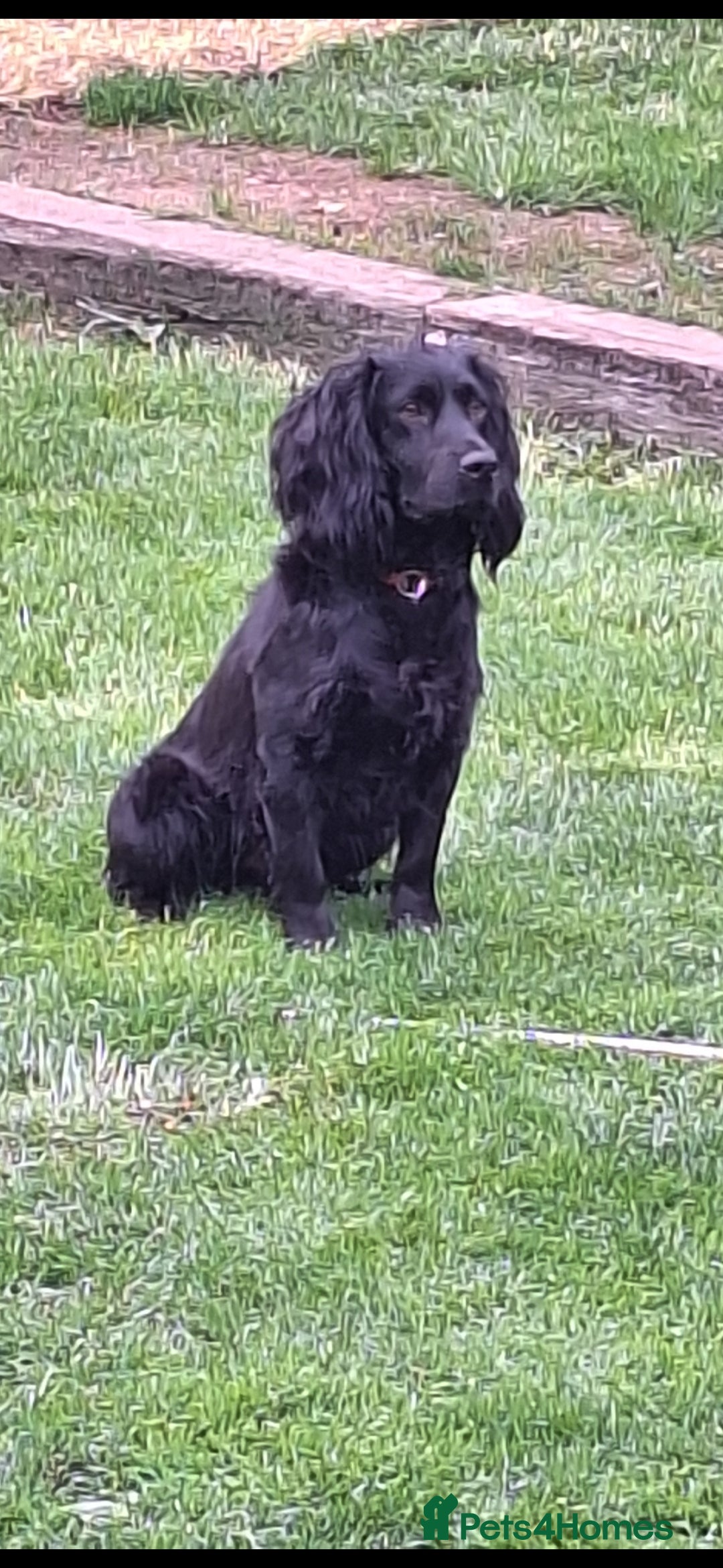 Cockerdor dogs for sale: stunning cockerdors (1left)🐶 5⭐️ licensed breeder - Advert 25