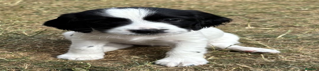 English Springer Spaniel Puppy 7 (Pink)