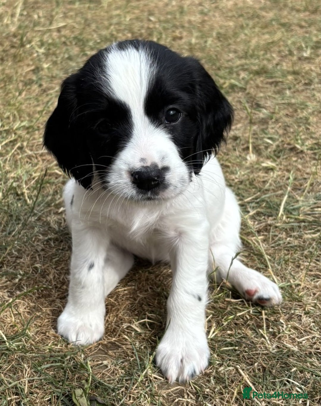 English Springer Spaniel dogs for sale: Gorgeous KC Registered Springer Spaniel Puppies in Thirsk - Image 21