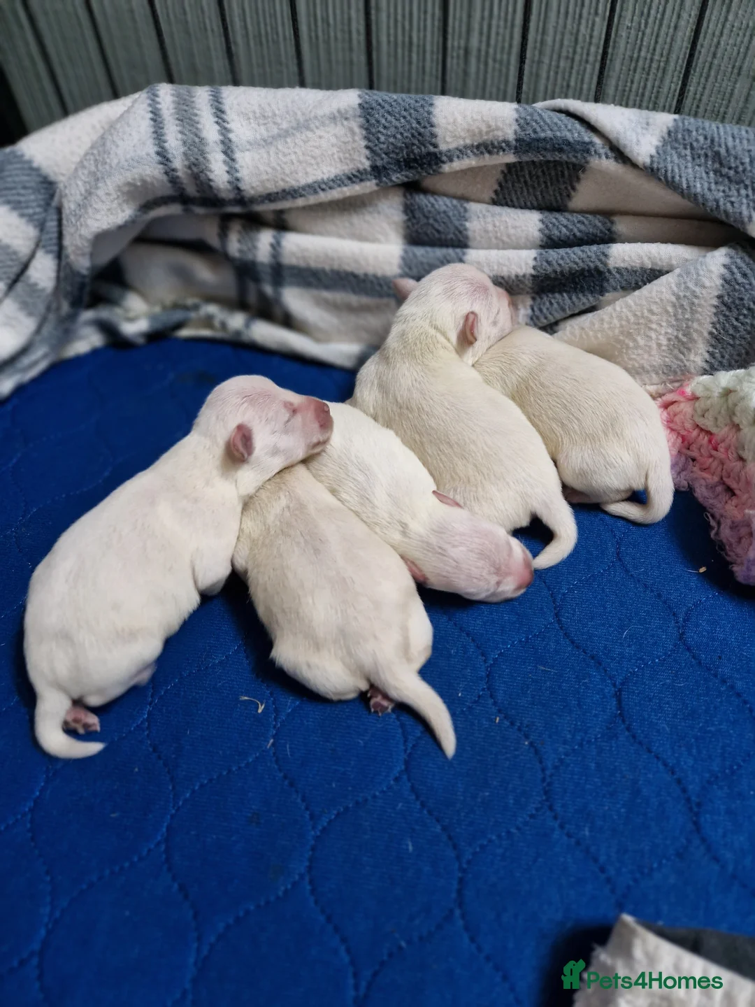Miniature Schnauzer dogs for sale: Superb KC white minature schnauzer puppies  - Advert 9