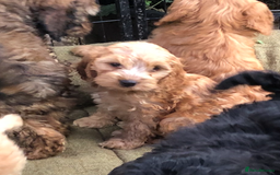 Cockapoo dogs for sale: Beautiful cockapoo f1 puppies - Image 7