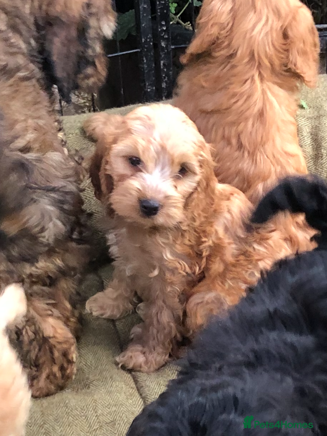 Cockapoo dogs for sale: Beautiful cockapoo f1 puppies - Image 7