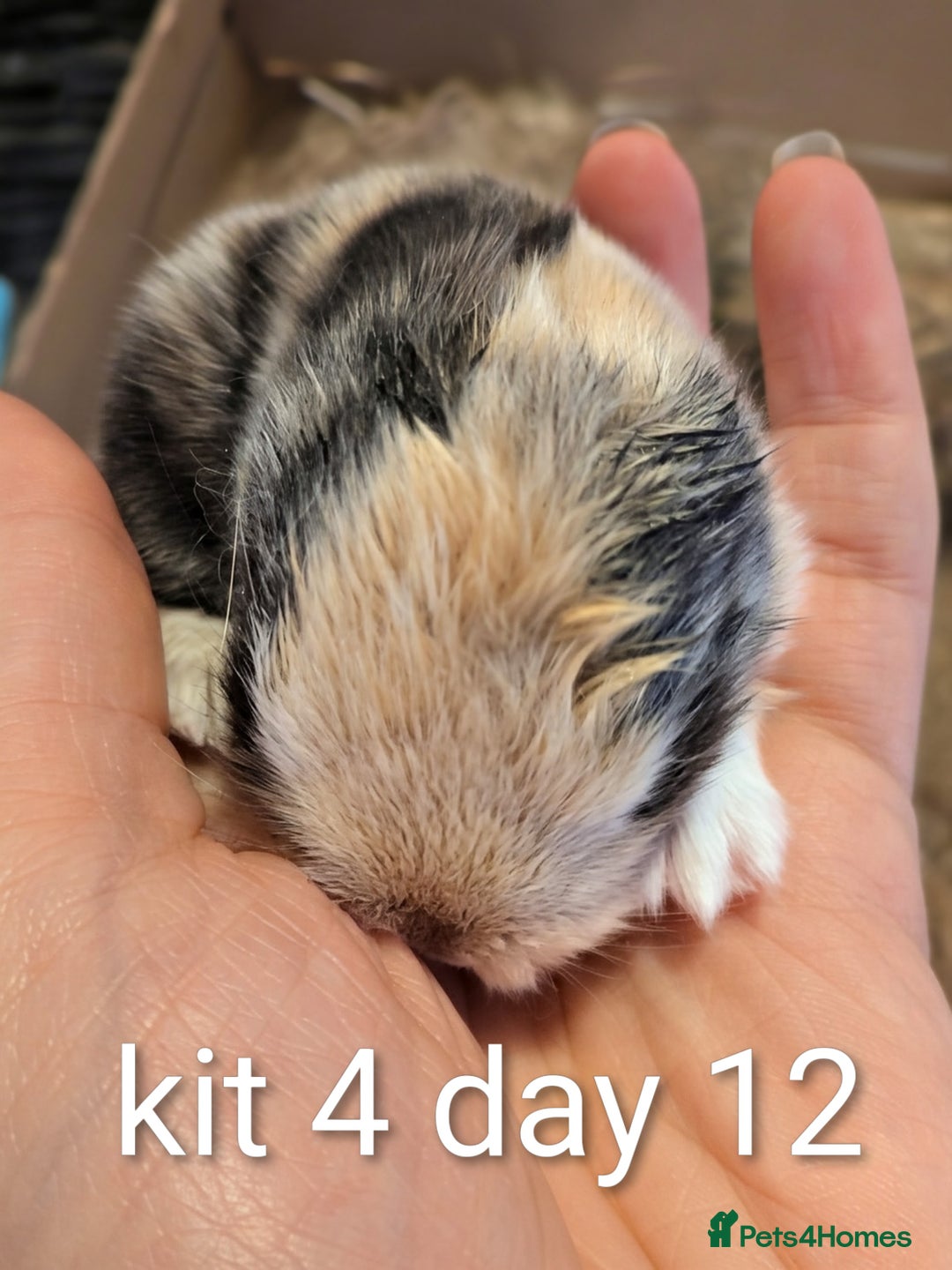 Mini Lop rabbits for sale: Pure bred mini lop babies (indoor only homes) - Advert 5