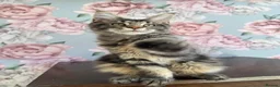 Maine Coon cats for sale: TICA Maine Coon Kittens - Advert 15