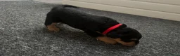 Airedale Terrier dogs for sale: Airedale Terrier Puppies in Cambridge - Advert 7
