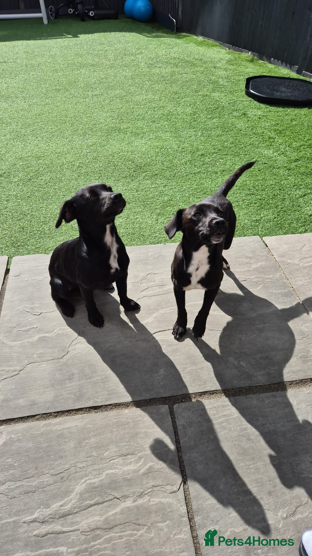 Jack Russell dogs Margo jackrusell needs home asap - Advert 3