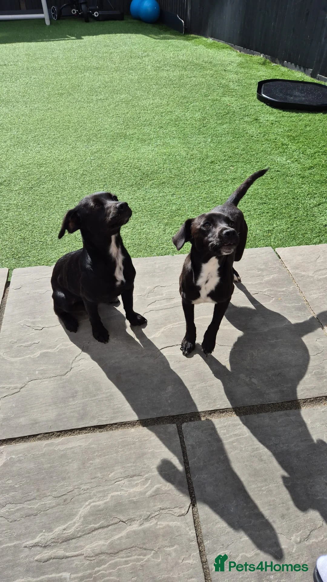 Jack Russell dogs for sale: Margo jackrusell needs home asap - Advert 1