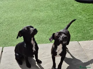 Jack Russell dogs Margo jackrusell needs home asap - Advert 3