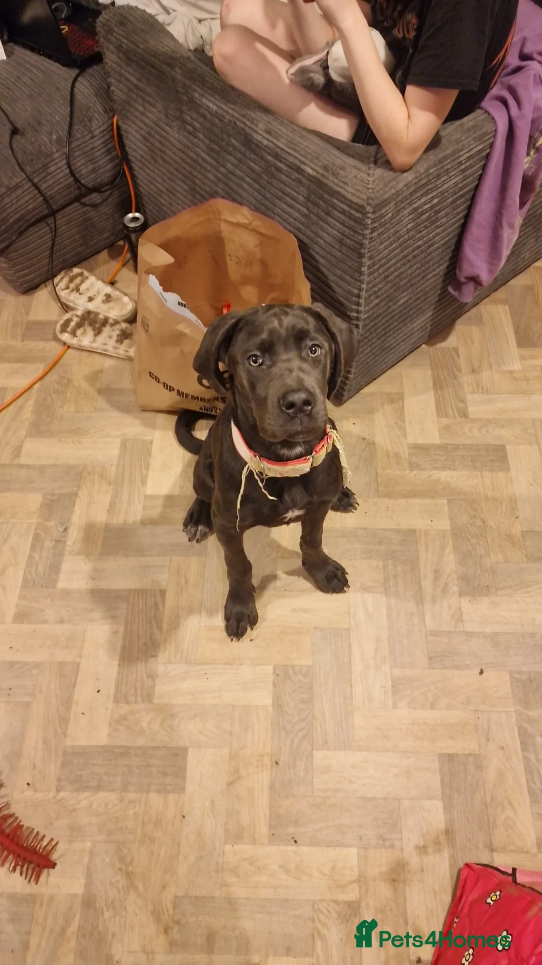 Cane Corso dogs for sale: Beautifyl 9month old cane corso  in Carmarthen - Advert 2