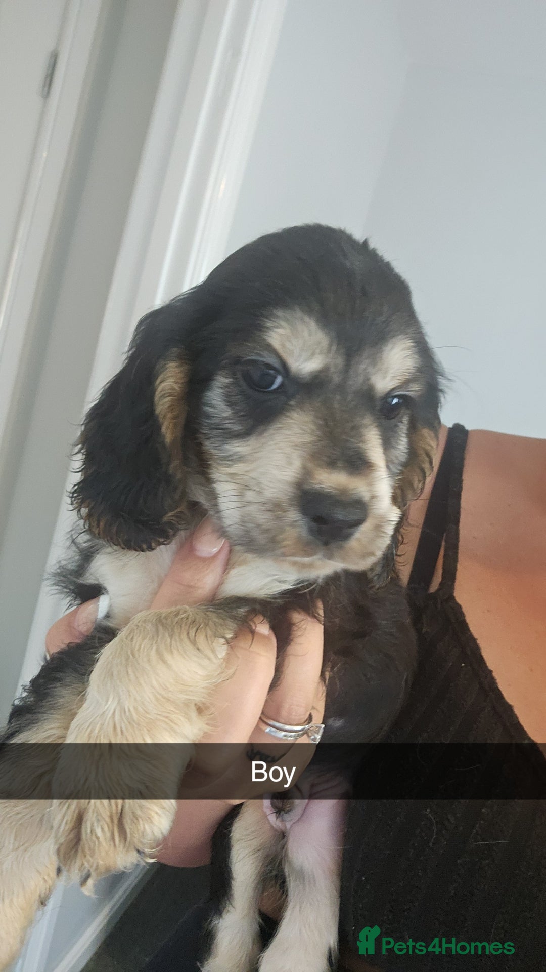 Cocker Spaniel dogs for sale: Show type cocker spaniels - Image 3