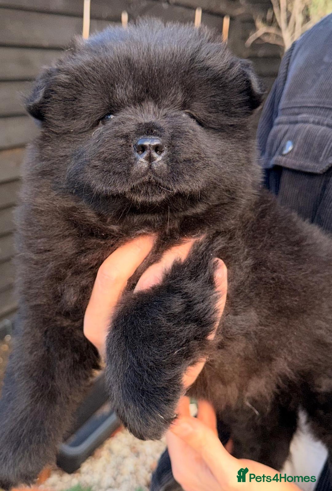 Chow Chow dogs for sale: Ready to go to their new homes.  - Advert 5