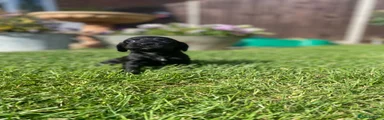 Cocker Spaniel 2
