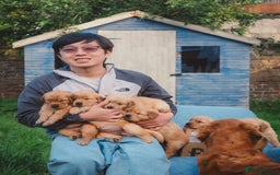 Golden Retriever dogs for sale: Golden Retriever Puppies KC Dad  - Image 38