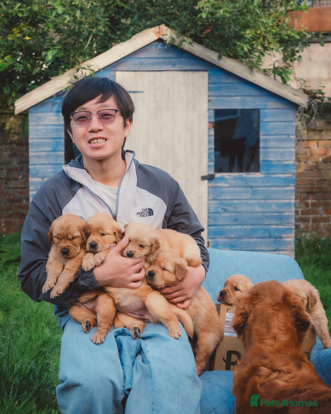 Golden Retriever dogs for sale: Golden Retriever Puppies KC Dad  - Image 38