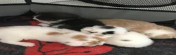Mixed Breed cats for sale: 4 beautiful kittens  - Advert 10